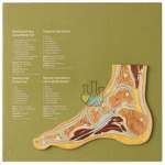 Joint Cut Normal Foot Model